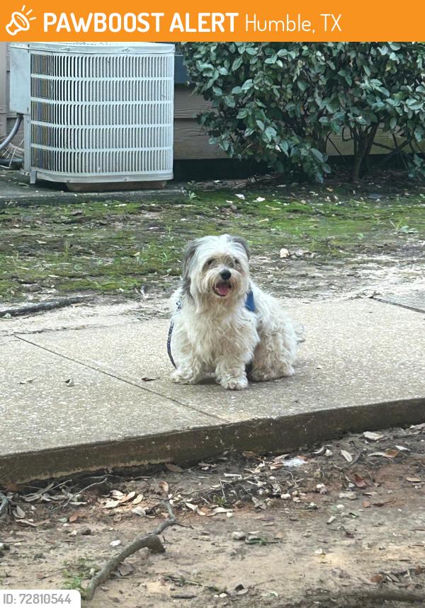 Found/Stray Male Dog last seen Near Atascocita shores Dr humble Tx 77346 , Humble, TX 77346