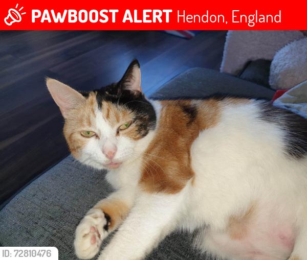 Lost Female Cat last seen Hastings Street hendon , Hendon, England 