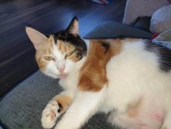 Lost Female Cat last seen Hastings Street hendon , Hendon, England 