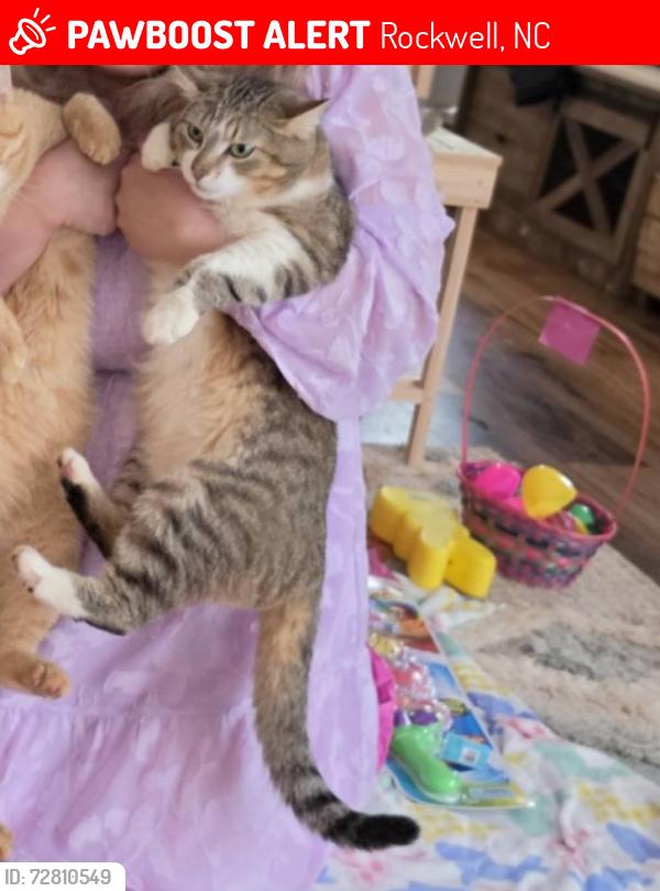 Lost Male Cat last seen Drive thru gas station on old beattys Ford rd, Rockwell, NC 28138