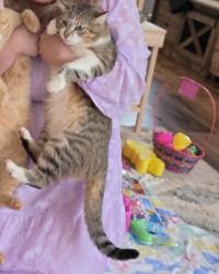 Lost Male Cat last seen Drive thru gas station on old beattys Ford rd, Rockwell, NC 28138