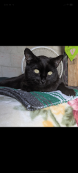 Lost Male Cat last seen Midway and Washington , Escondido, CA 92046