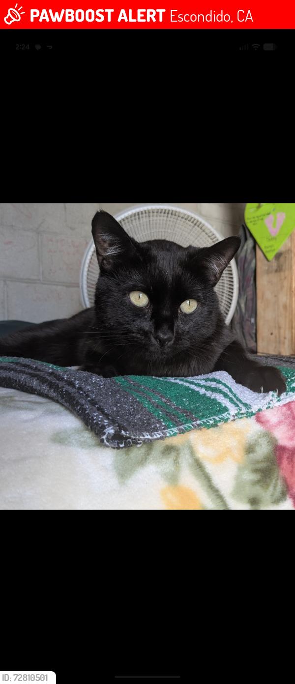 Lost Male Cat last seen Midway and Washington , Escondido, CA 92046