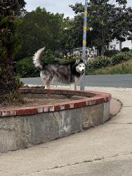 Found/Stray Unknown Dog last seen Beede Way and Almond St., Antioch, CA 94509