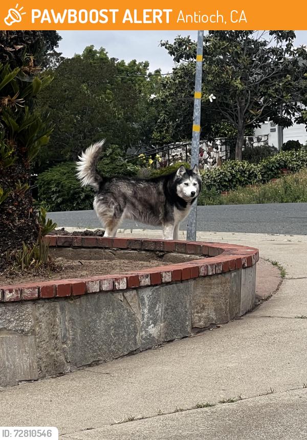 Found/Stray Unknown Dog last seen Beede Way and Almond St., Antioch, CA 94509