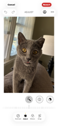 Lost Female Cat last seen Archer road, Spartanburg, SC 29303