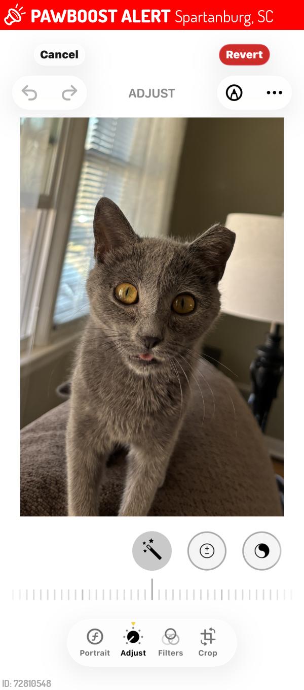 Lost Female Cat last seen Archer road, Spartanburg, SC 29303