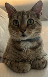 Lost Male Cat last seen Millgate Rd and Stone Creek Drive, Anderson, SC 29621