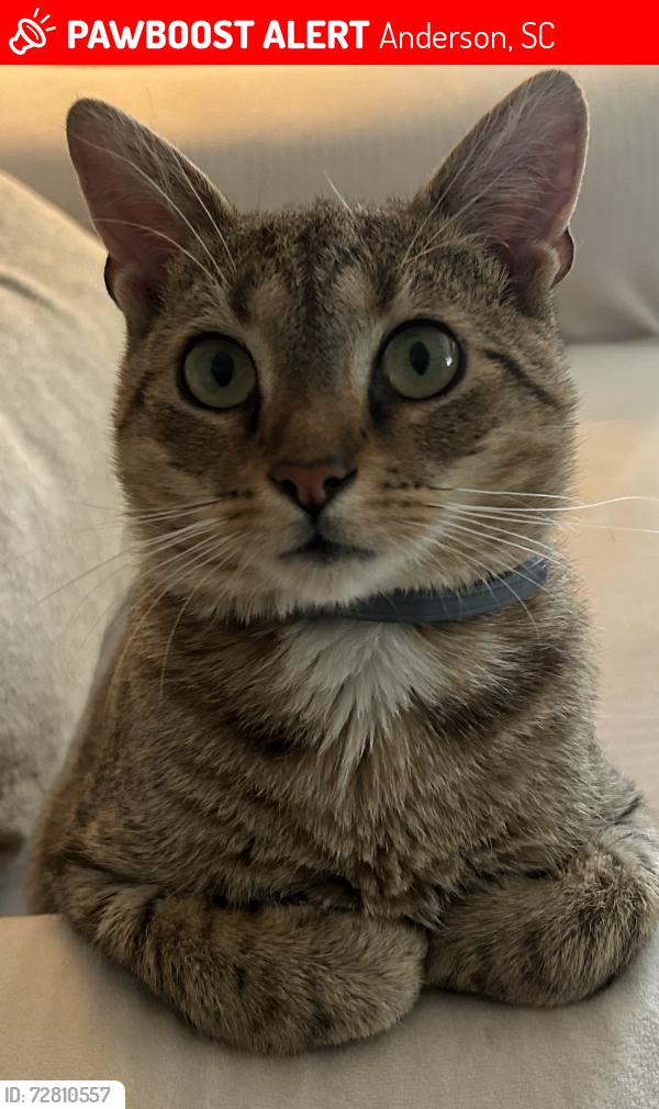 Lost Male Cat last seen Millgate Rd and Stone Creek Drive, Anderson, SC 29621