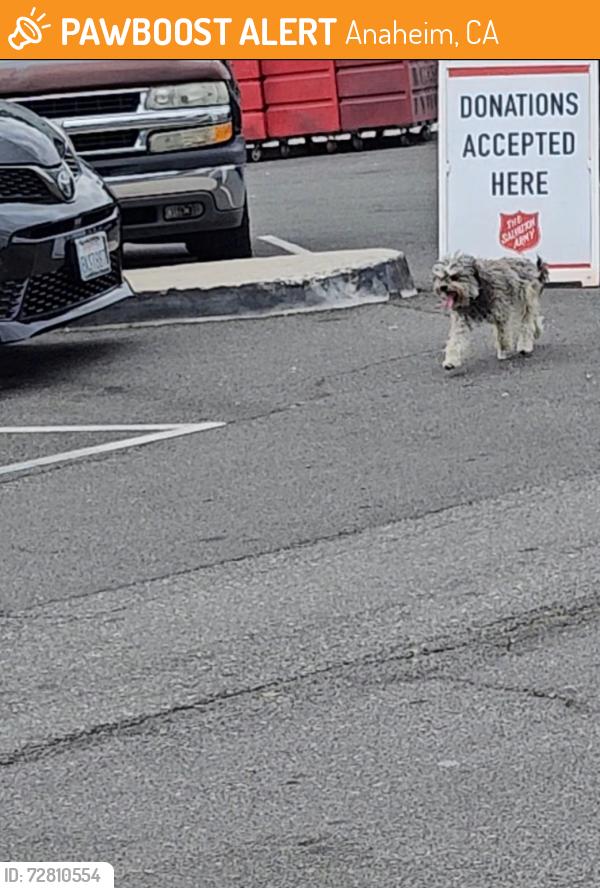 Found/Stray Unknown Dog last seen Near N La Palma Pkwy, Anaheim, CA 92801, Anaheim, CA 92801