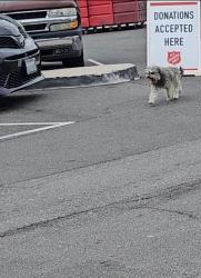Found/Stray Unknown Dog last seen Near N La Palma Pkwy, Anaheim, CA 92801, Anaheim, CA 92801