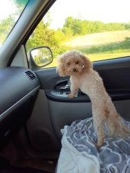 Lost Male Dog last seen Bel air Baptist church, Rutherford Woodlands apmts , Murfreesboro, TN 37130