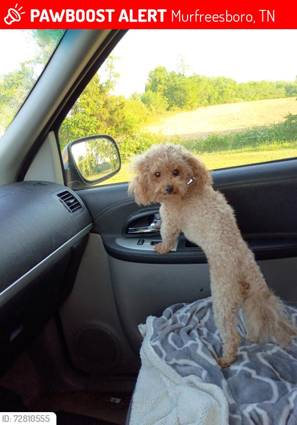 Lost Male Dog last seen Bel air Baptist church, Rutherford Woodlands apmts, Murfreesboro, TN 37130