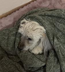 Found/Stray Unknown Dog last seen Sahara, Las Vegas, NV 89104
