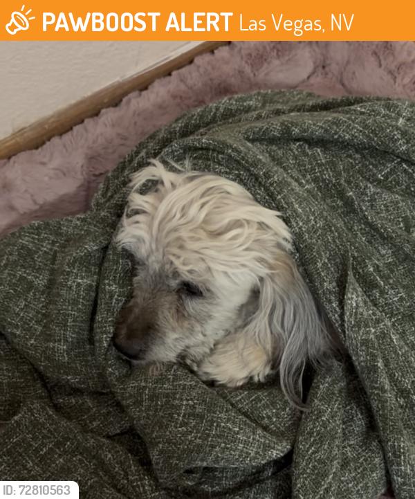 Found/Stray Unknown Dog last seen Sahara, Las Vegas, NV 89104