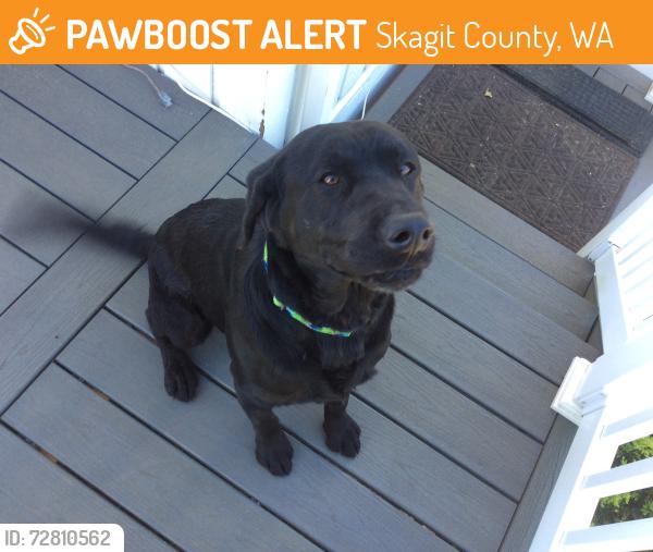 Found/Stray Male Dog last seen Little Mountain Road, Skagit County, WA 98274