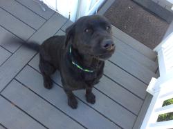 Found/Stray Male Dog last seen Little Mountain Road, Skagit County, WA 98274