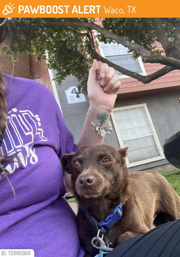 Found/Stray Female Dog last seen Brazos park apmts , Waco, TX 76704