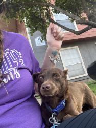Found/Stray Female Dog last seen Brazos park apmts , Waco, TX 76704
