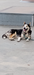 Lost Female Dog last seen Stuart rd and East loop 1604 south , San Antonio, TX 78263