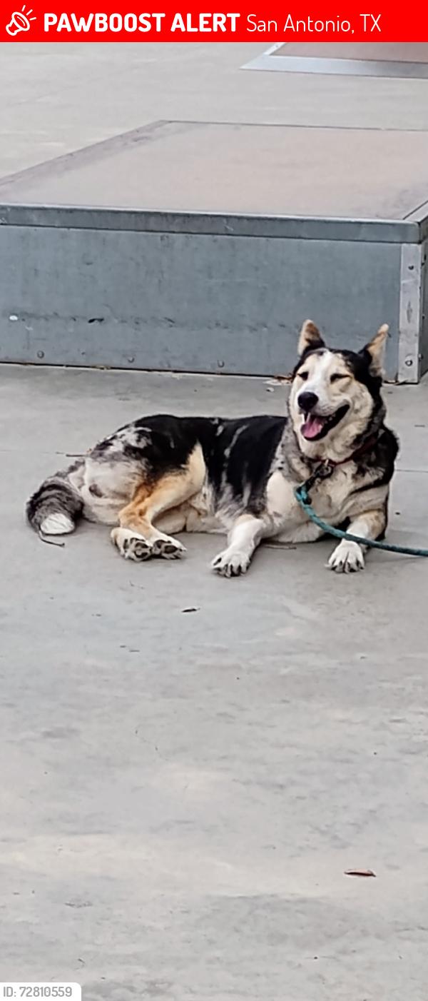 Lost Female Dog last seen Stuart rd and East loop 1604 south , San Antonio, TX 78263