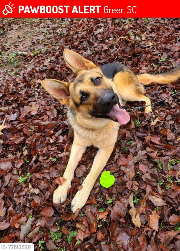 Lost Male Dog last seen HWY 101, Greer, SC 29651