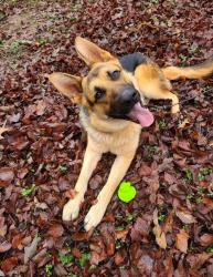 Lost Male Dog last seen HWY 101, Greer, SC 29651