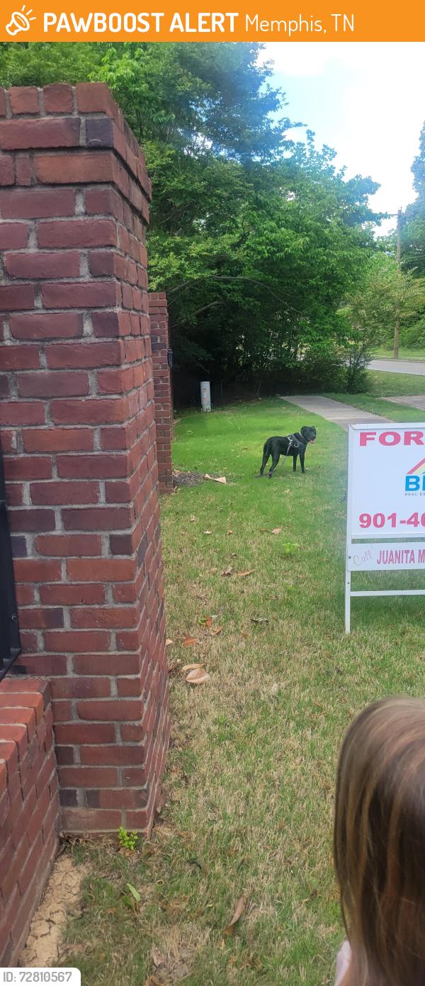 Found/Stray Unknown Dog last seen Dexter ln and Cordova rd by riverwood elementary , Memphis, TN 38016