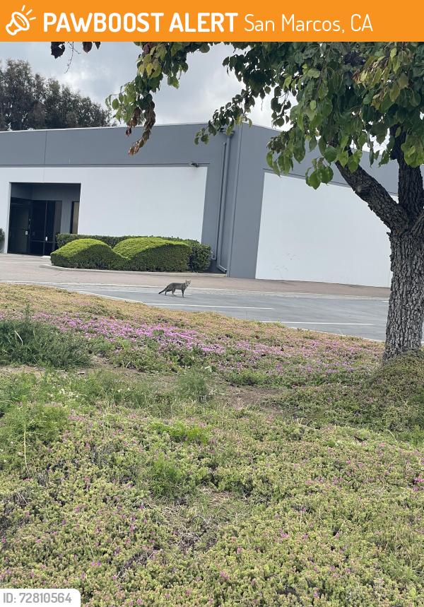 Found/Stray Unknown Cat last seen armorlite dr and bingham dr, San Marcos, CA 92069