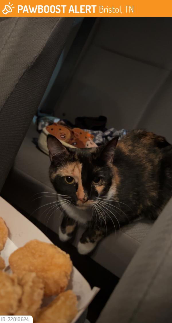 Found/Stray Unknown Cat last seen Walmart , Bristol, TN 37620