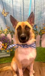 Lost Male Dog last seen Caspians liquor , Orosi, CA 93647
