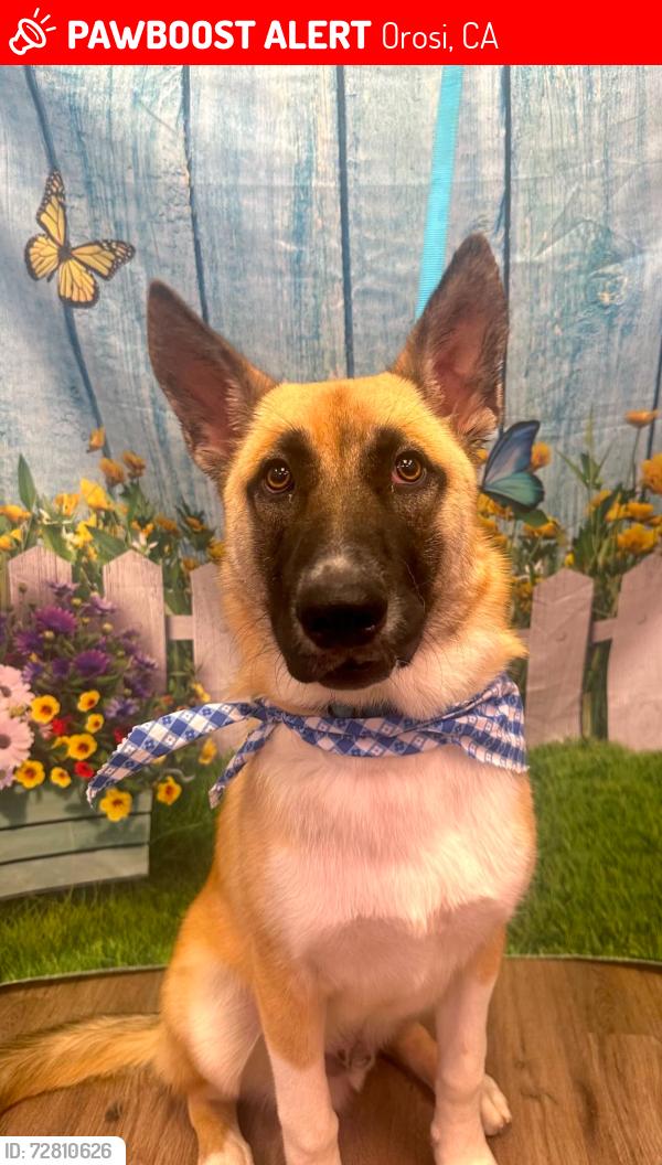Lost Male Dog last seen Caspians liquor , Orosi, CA 93647