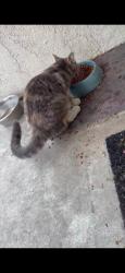 Found/Stray Unknown Cat last seen Otis and walnut, Cudahy, CA 90201