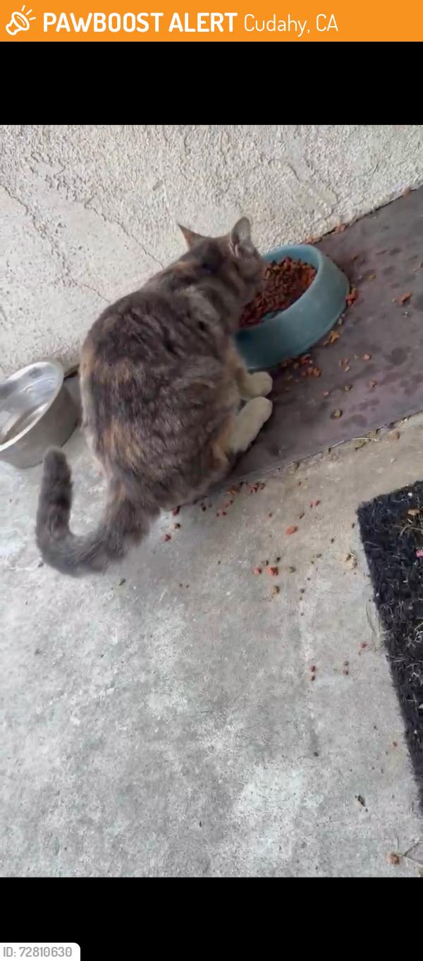 Found/Stray Unknown Cat last seen Otis and walnut, Cudahy, CA 90201