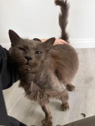 Found/Stray Male Cat last seen Parkcrest Street and Marber Ave, near Heartwell Park, Long Beach, CA 90808
