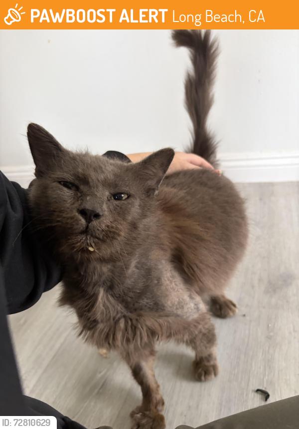 Found/Stray Male Cat last seen Parkcrest Street and Marber Ave, near Heartwell Park, Long Beach, CA 90808