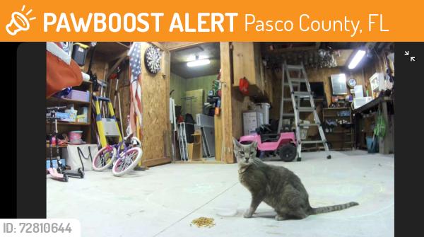 Found/Stray Unknown Cat last seen County line road, Pasco County, FL 34667