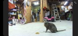 Found/Stray Unknown Cat last seen County line road, Pasco County, FL 34667