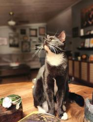 Lost Male Cat last seen Cooks Rd and Pleasant Hill Church Rd, Winder, GA 30680