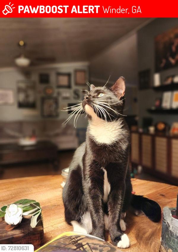 Lost Male Cat last seen Cooks Rd and Pleasant Hill Church Rd, Winder, GA 30680
