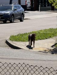 Found/Stray Unknown Dog last seen Scales Ave Sandy Oregon, Sandy, OR 97055