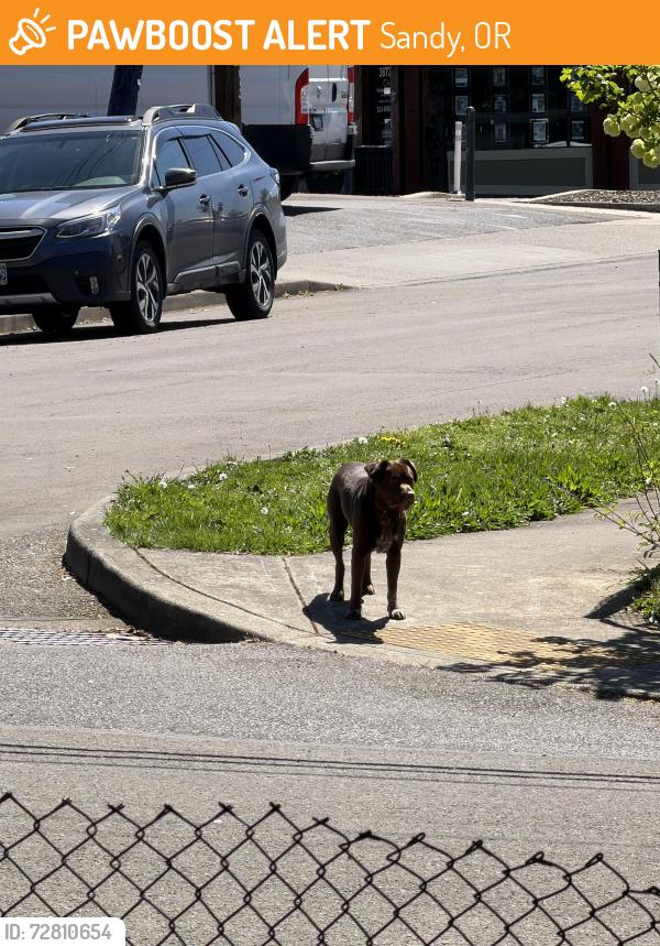 Found/Stray Unknown Dog last seen Scales Ave Sandy Oregon, Sandy, OR 97055