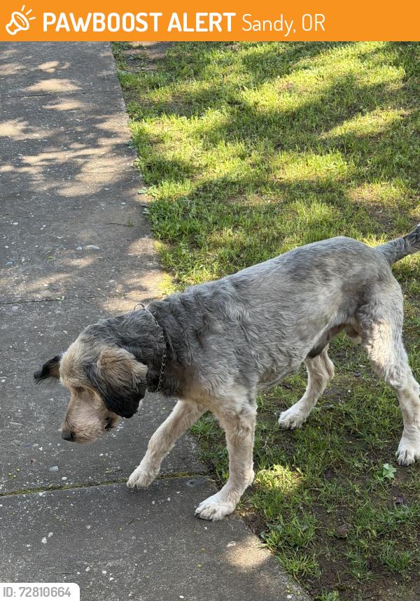 Found/Stray Unknown Dog last seen Scales Ave., Sandy, OR, Sandy, OR 97055