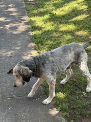 Found/Stray Unknown Dog last seen Scales Ave., Sandy, OR, Sandy, OR 97055