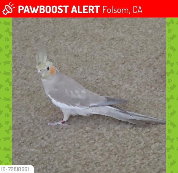 Lost Female Bird last seen Near iron point rd, Folsom, CA 95630