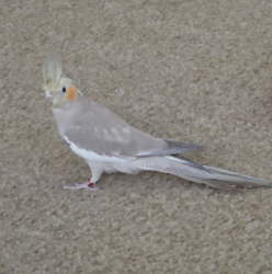 Lost Female Bird last seen Near iron point rd, Folsom, CA 95630