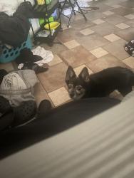 Lost Male Dog last seen greenland ct, Clarksville, TN 37042