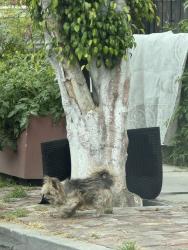 Found/Stray Unknown Dog last seen Walking towards Griffith , Los Angeles, CA 90011
