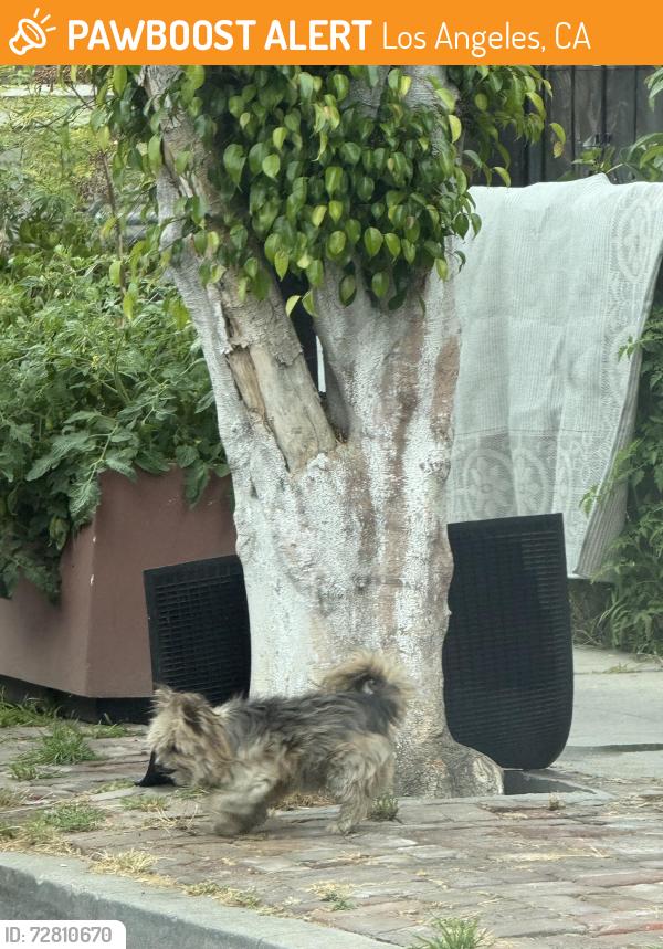 Found/Stray Unknown Dog last seen Walking towards Griffith , Los Angeles, CA 90011