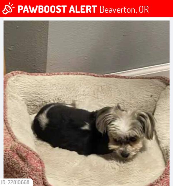 Lost Male Dog last seen ton mountain , Beaverton, OR 97007